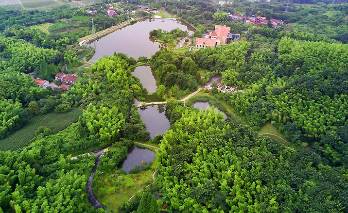 Forêts de bambous du delta du fleuve Yangtsé