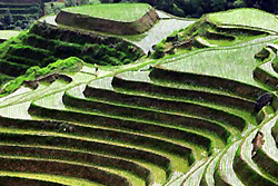 rizières en terrasse Longji au village Ping'an - Longsheng -2