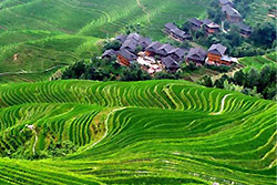 rizières en terrasse Longji au village Ping'an - Longsheng -3