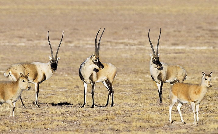 Les antilopes tibétaines de la Réservec naturelle de Sanjiangyuan