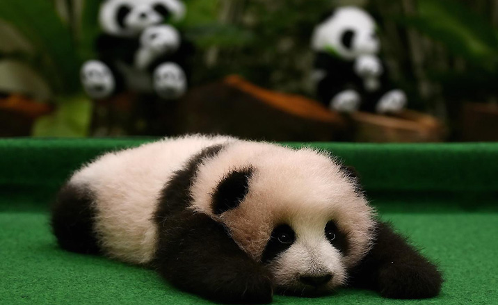 un bébé panda géant