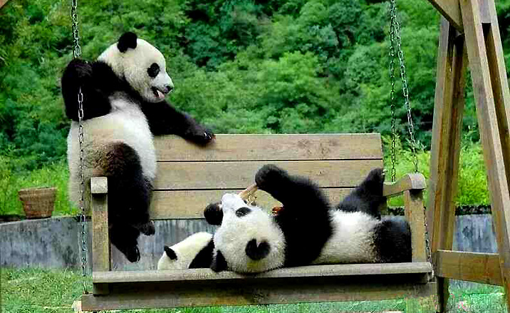 Pandas géants de la province du Sichuan